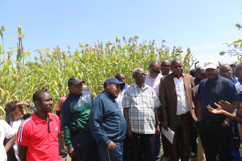 Le Deuxième Vice-Président de la République visite les champs des agriculteurs du sorgho blanc de Mishiha, encadrés par la BRARUDI