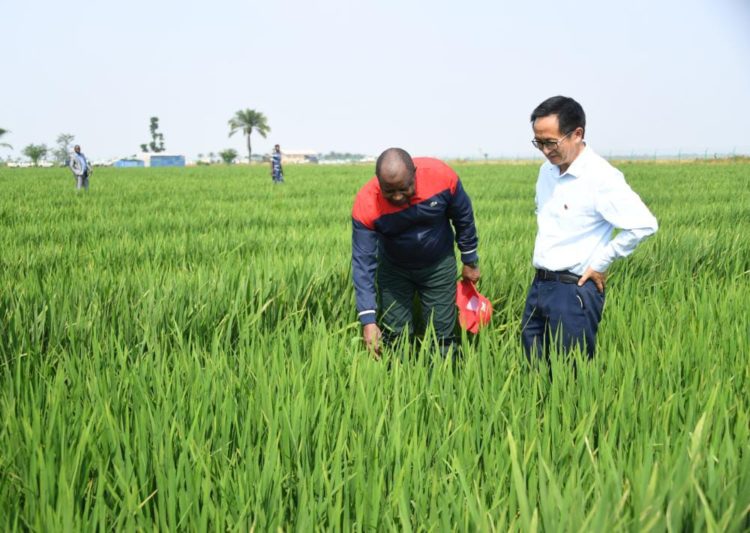 Le Président Ndayishimiye mobilise le secteur de l’agro-élevage