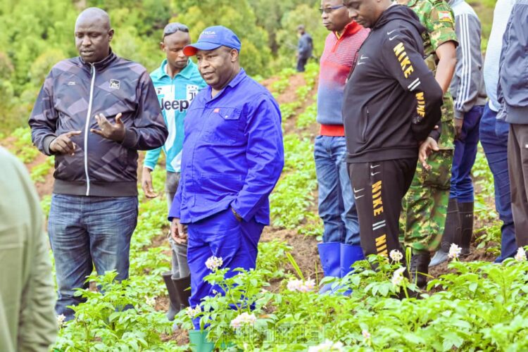 Les coopératives des communes Mukike et Rusaka engagées à produire la pomme de terre pour satisfaire le marché intérieur et international